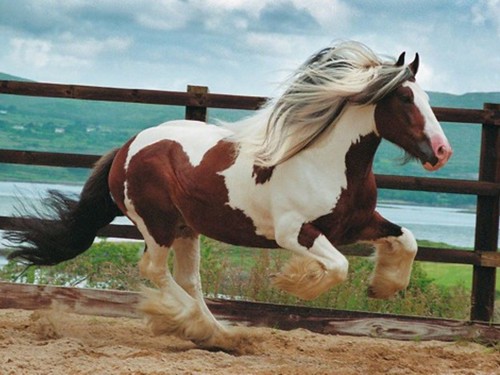 horses wallpaper horse backgrounds. New Horse wallpapers