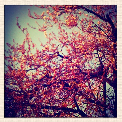 spring blossoms