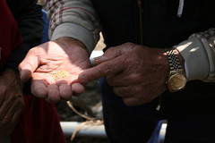 珍貴的阿禮部落小米種原。攝影：廖靜蕙。