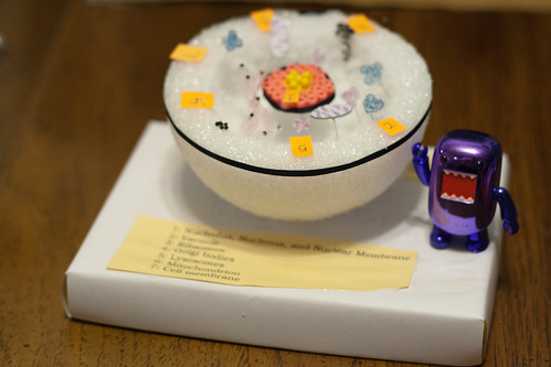 animal cell model with labels. Animal Cell Project Model.