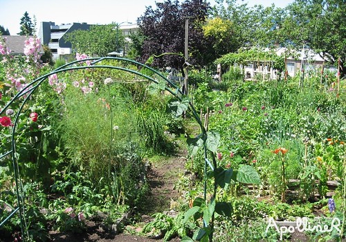 Jardin communautaire à Vancouver