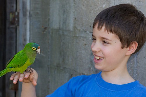 Orange Fronted Parakeet in Captivity
