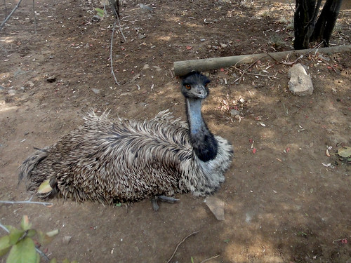 Big Bird in Santiago Zoo
