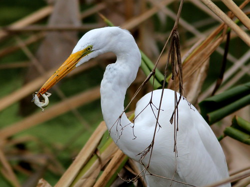 Great Egret with anole 20110220