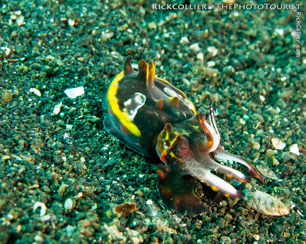 A flamboyant cuttlefish wearing warning colors scuttles along the sand in the Lembeh Strait