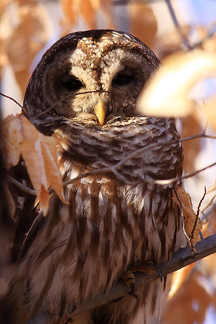 lilly, the barred owl, up close and personal