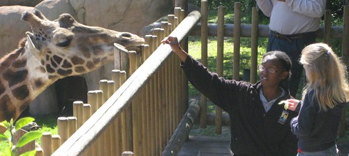 Santa Barbara Zoo Giraffe