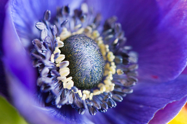 Macro : fleur violette