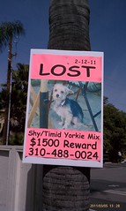 Lost pet rewards: def more lucrative in Studio City than Oakland.