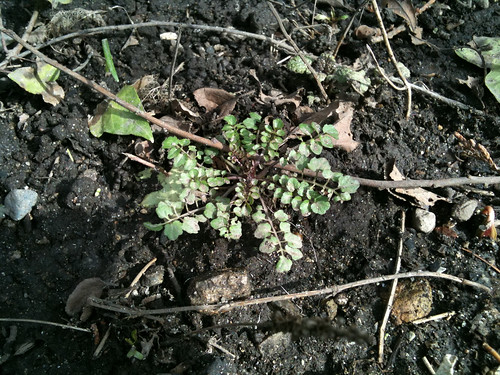 Mystery... Weed?