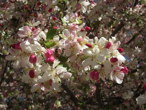 cherry tree branch. flowering cherry tree branch