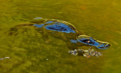 Gold Creek - platypus by Brisbane City Council, on Flickr