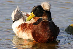 Waterfowl in Spring: Crested Duck