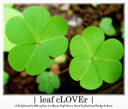 leaf clover
