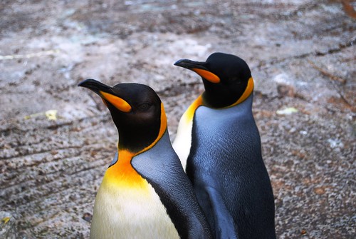 penguin penguin by katemh1984