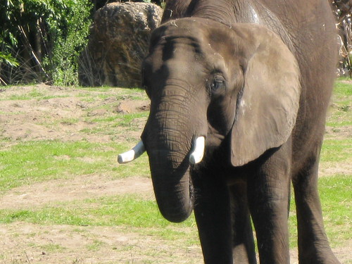 mama elephant