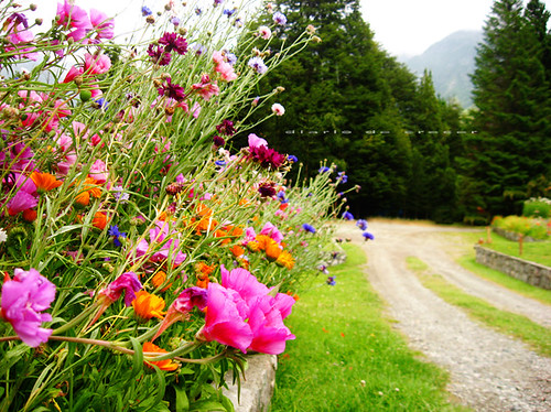 Flores de la Patagonia