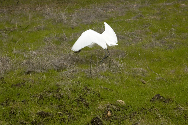 IMG_1831 Great Egret catching a vole 3