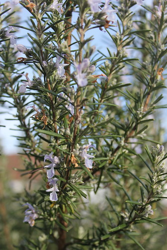 The Rosemary is flowering