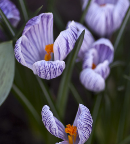 White and Purple Striped Crocuses - Copyright R.Weal 2011