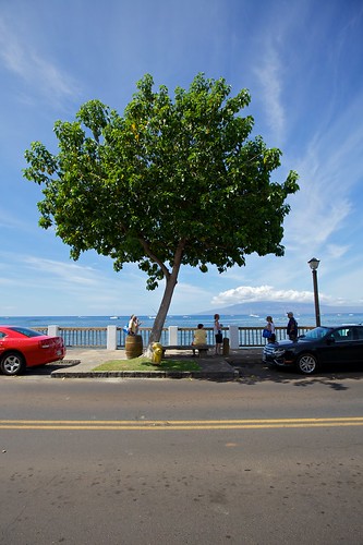 Tree by the Sea