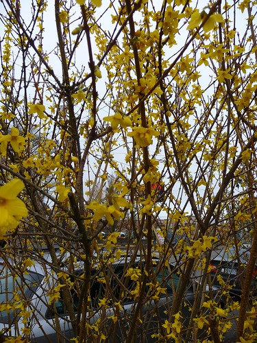 Yellow Flowering