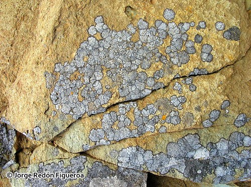 Ejemplares de <i>Arthothelium halophilum</i> creciendo en rocas en zonas desérticas costeras del norte de Chile.
