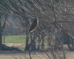 Red-shouldered Hawk and Eastern Bluebirds