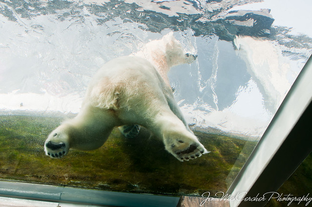 65/365 Polar Bear at Columbus Zoo