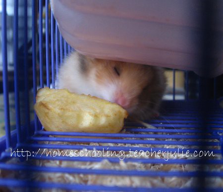 hamster eating while asleep
