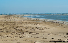 Shorebird Sanctuary shoreline