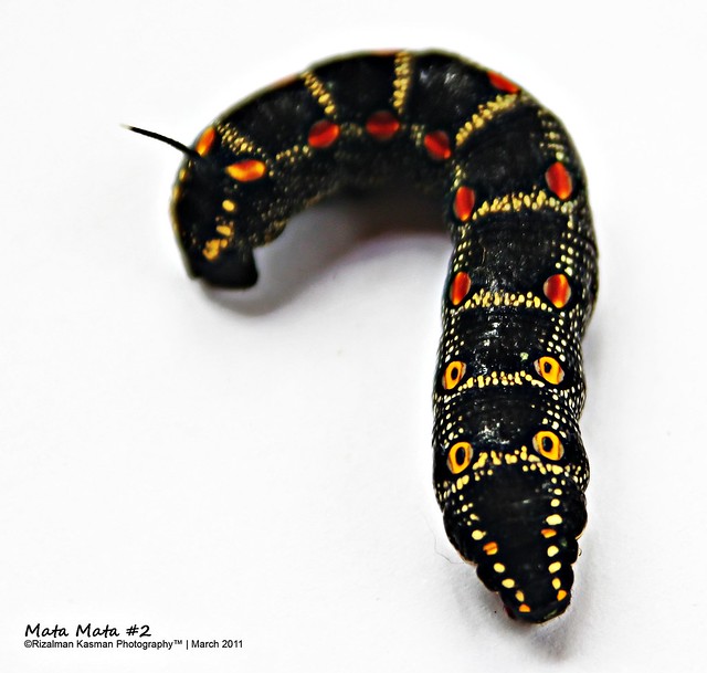 Mata Mata 2 - The Black Caterpillar