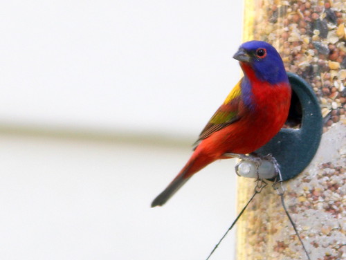 Painted Bunting 20110313