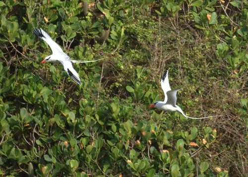Red-billed Tropicbirds