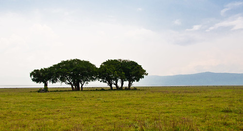 Ngorongoro Trees