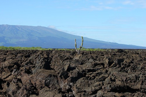 Cactus and Cerro Azul