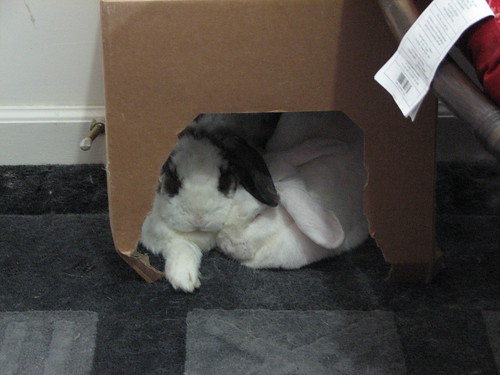snuggle bunnies under a box 3-21-2011 4-30-41 PM