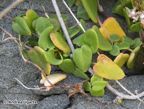 <br><br>Detalle de las hojas carnosas de <i>Diplolepis boerhaviifolia</i>.