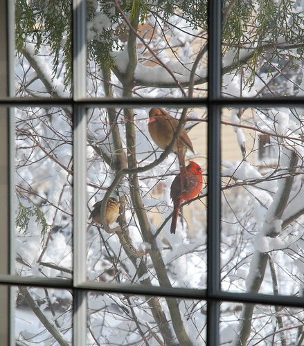 Male & Female Northern Cardinals, Carolina Wren, After Heavy Snow Storm, Reston, VA