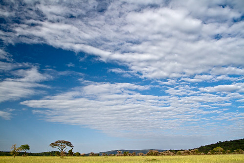 The Savanna in Serengeti