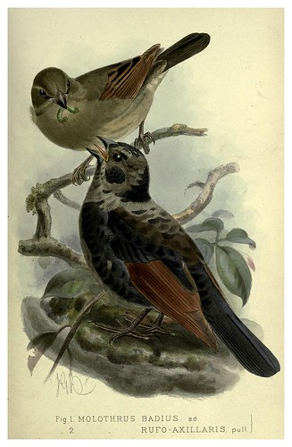 023-Tordo griton-Argentine ornithology…1888- William Henry Hudson y Philip Lutley Sclater