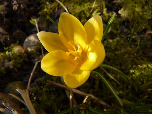 The First Spring flower