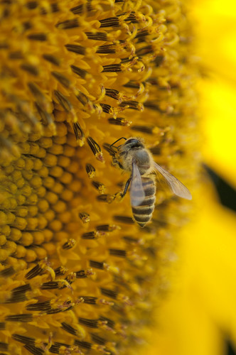 Bee & Sunflower