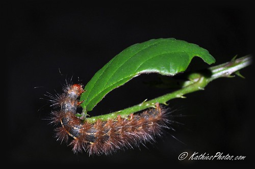 Caterpillar and the leaf