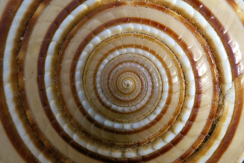 Seashell - symmetry