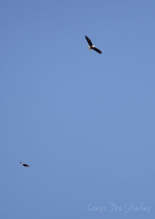 03-11-eagles2