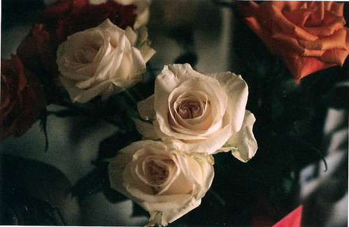 Valentine's Day Roses.