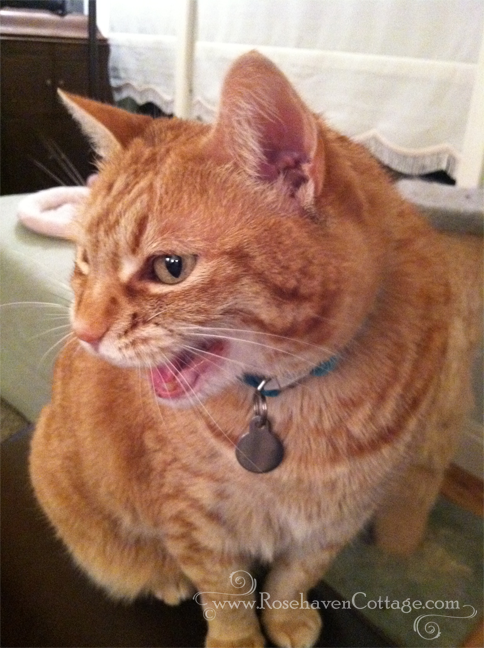 Nothing worse than being scolded by a crabby ginger tabby