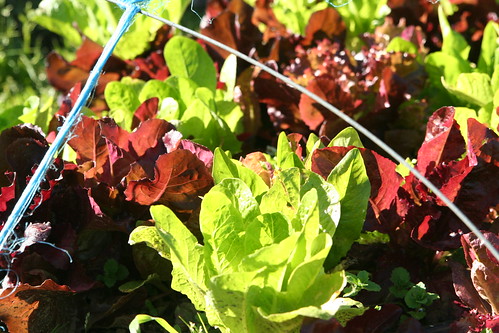 Lettuce Growing on School Farm