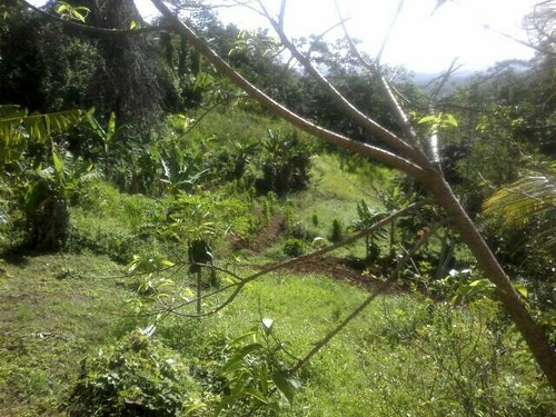Buenos Dias From The Puerto Rican Boondocks! See The Papaya Tree Below?